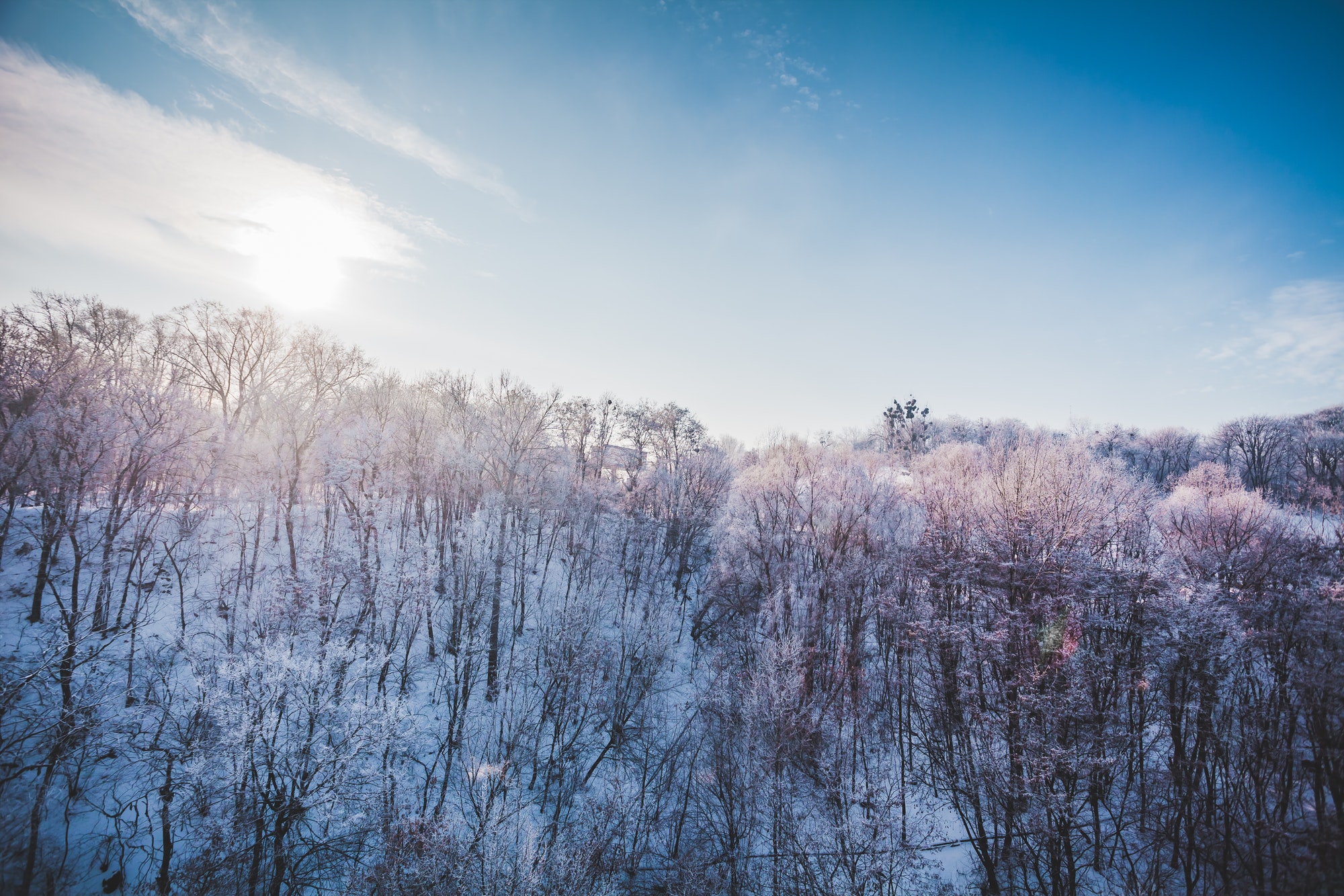 Frosty winter landscape in snowy forest